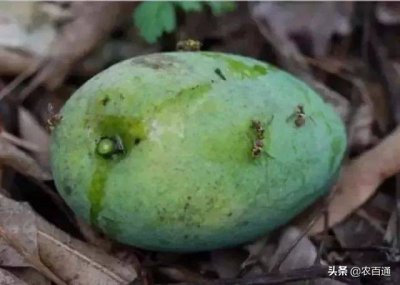 ​芒果成熟期，果实蝇“找上门”，怎样防治最有效？