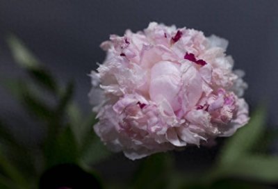 ​中国农民种植最赚钱的10种盆栽花卉！轻松年入上百万！