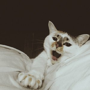 ​猫咪应激反应多可怕，严重时当场猝死