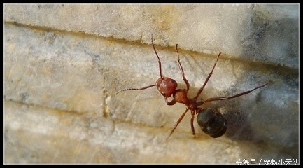 食人蚁军团轻松碾压狮狼虎豹!只留下皑皑白骨!