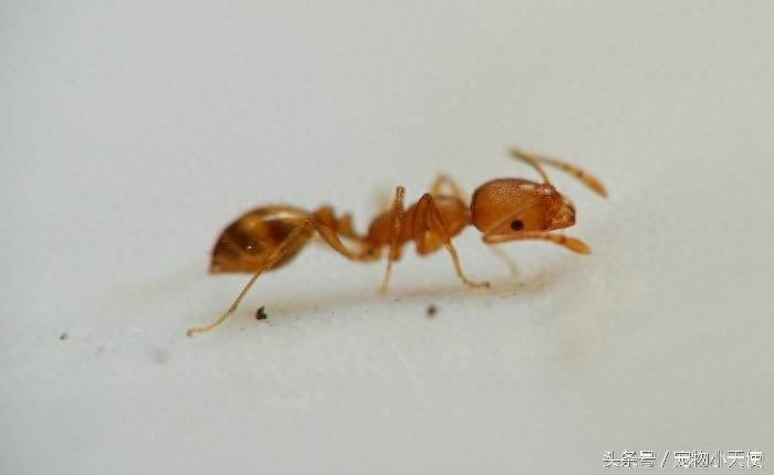 食人蚁军团轻松碾压狮狼虎豹!只留下皑皑白骨!