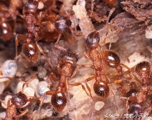 食人蚁军团轻松碾压狮狼虎豹!只留下皑皑白骨!