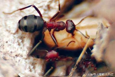 食人蚁军团轻松碾压狮狼虎豹!只留下皑皑白骨!