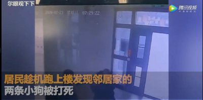 ​小区防疫禁遛狗，两只泰迪犬被打死！物业：为过激行为道歉