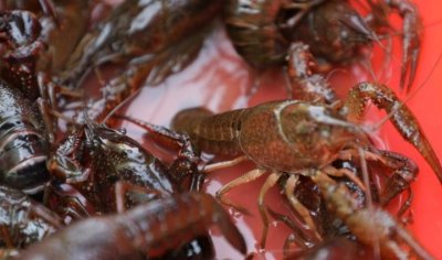 ​稻田里也能养小龙虾？快来看