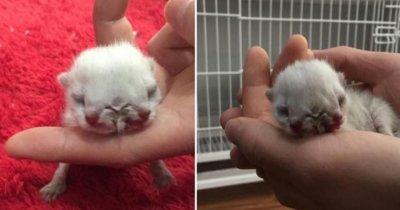 ​沈阳现双头三眼猫 主人给猫宝起名字叫“赤丸”