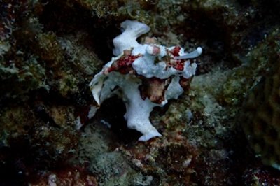 ​青蛙鱼，不太会游泳海鱼，分享我收集的几个品种