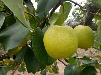 ​聚焦 - 石家庄市十大特产，你来决定！