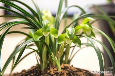 ​兰花素心的种类及特征