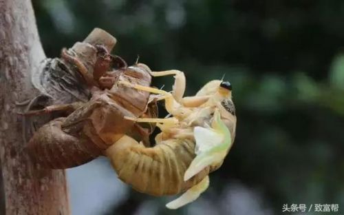 金蝉的养殖方法和注意事项(金蝉的养殖方法与技术)-第1张图片-