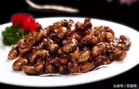 金蝉的养殖方法和注意事项(金蝉的养殖方法与技术)-第2张图片-