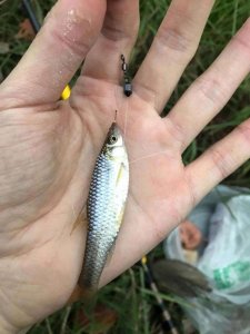 ​秋田狐鱼钩适合钓什么鱼（秋田狐鱼钩怎么样有哪些特点）