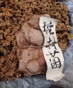 ​一种名为“棺材菌”的植物，生长在棺材上，八旬老人尝一口太意外