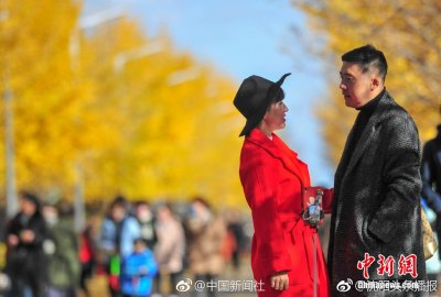 ​超美的！醉美深秋沈阳赏醉美银杏叶