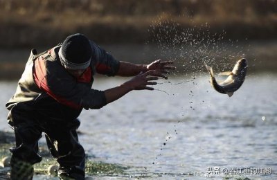 ​鲫鱼什么时间钓鱼最好钓（揭秘鲫鱼生活规律及科学钓鱼顺口溜）