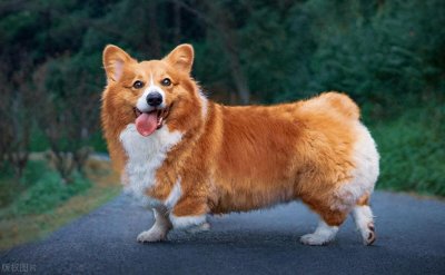 ​打狗不是良策，后果严重，你真的想过吗？