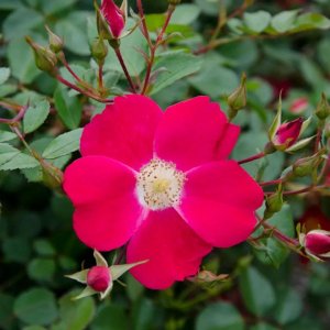 ​月季花样子的详细描述图片（关于月季花型的11种描述）