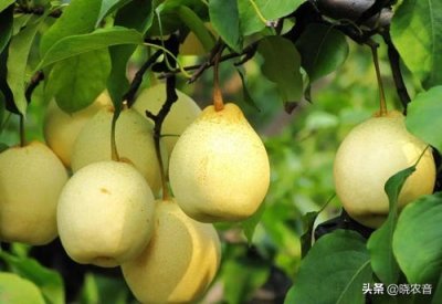 ​安徽省亳州市特产有哪些？