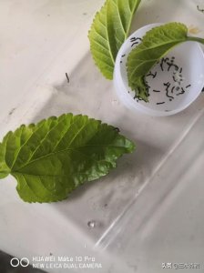 ​为什么农村养蚕人越来越少？养蚕现在还能赚钱吗？