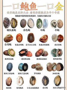 ​世界鲍鱼种类大全，看完这篇你基本成为半个专家了