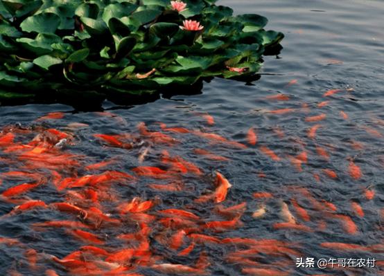 养鱼的正确方法和讲解（如何长久养鱼做到这三点）(1)