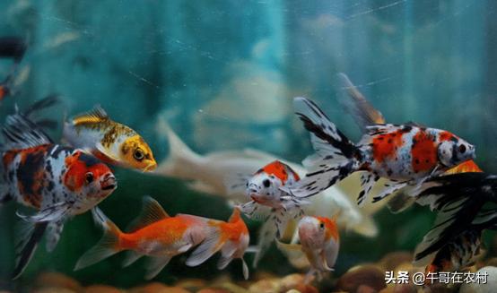 养鱼的正确方法和讲解（如何长久养鱼做到这三点）(3)