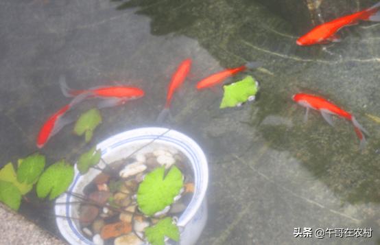养鱼的正确方法和讲解（如何长久养鱼做到这三点）(4)