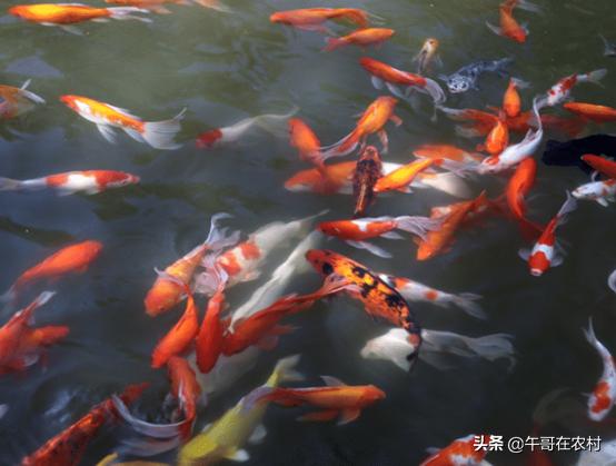 养鱼的正确方法和讲解（如何长久养鱼做到这三点）(5)