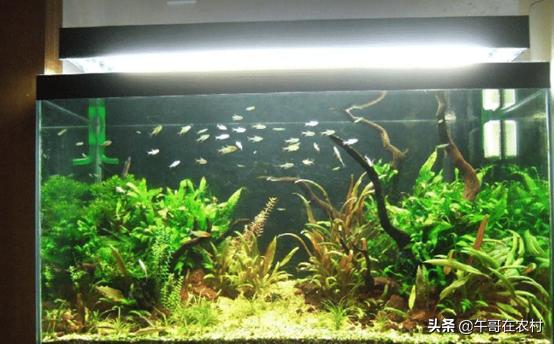 养鱼的正确方法和讲解（如何长久养鱼做到这三点）(2)