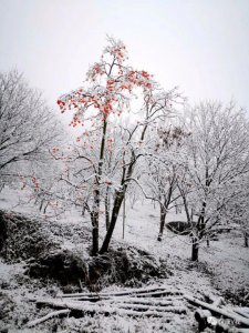 ​下雪啦！襄阳各地迎来降雪！雪景看这里！