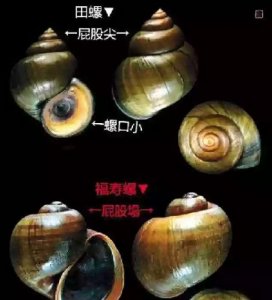 ​福寿螺到底能不能吃，福寿螺到底能不能吃呢？