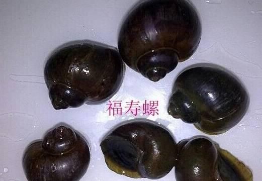 福寿螺到底能不能吃，福寿螺到底能不能吃呢？图8