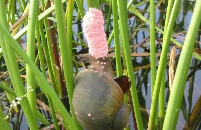 福寿螺到底能不能吃，福寿螺到底能不能吃呢？图4