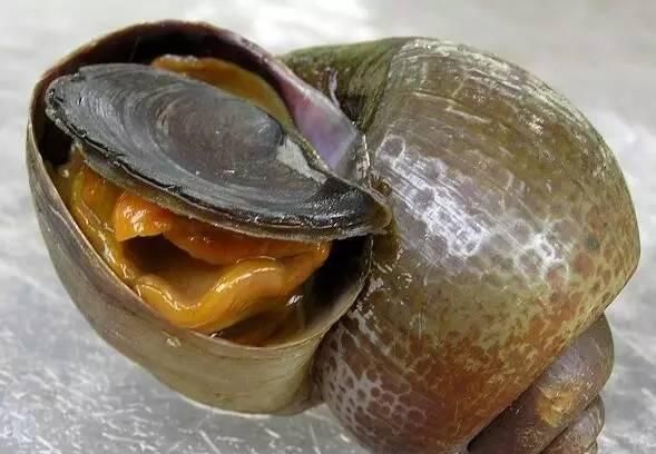 福寿螺到底能不能吃，福寿螺到底能不能吃呢？图3