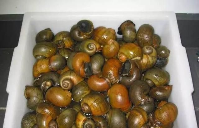 福寿螺到底能不能吃，福寿螺到底能不能吃呢？图6