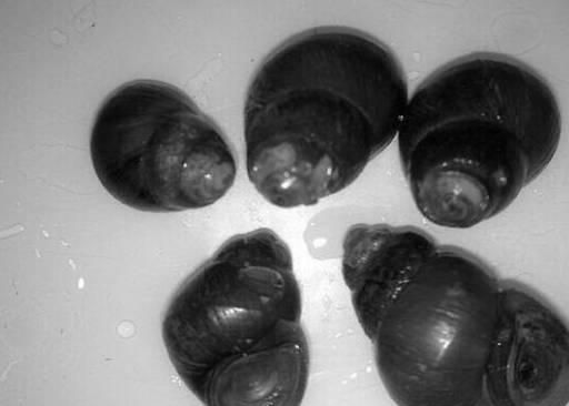 福寿螺到底能不能吃，福寿螺到底能不能吃呢？图9