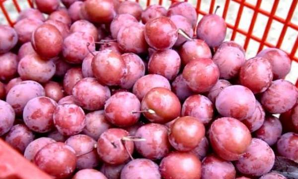 腌李子可以放多久,李子可以放多久,常温图8