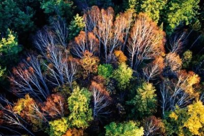 ​百年桃山酒52度价格表
