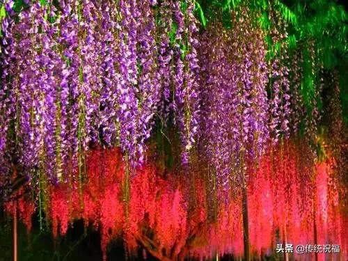 大年初九早上好祝福语（大年初九送你99吉祥祝福）(17)