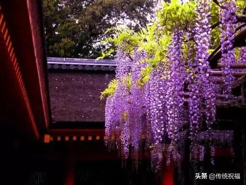 大年初九早上好祝福语（大年初九送你99吉祥祝福）(19)