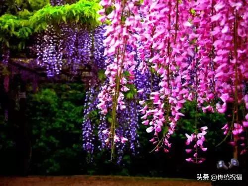 大年初九早上好祝福语（大年初九送你99吉祥祝福）(22)