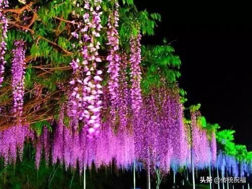 大年初九早上好祝福语（大年初九送你99吉祥祝福）(18)