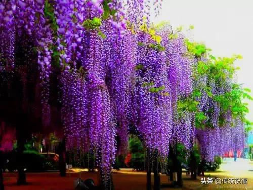 大年初九早上好祝福语（大年初九送你99吉祥祝福）(20)