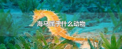 ​海马属于什么动物