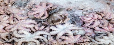 ​籽乌是鱿鱼吗