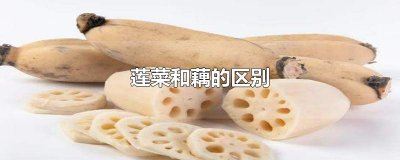 ​莲菜和藕的区别