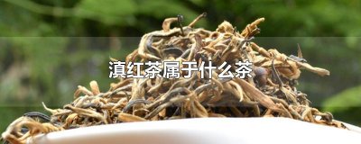 ​滇红茶属于什么茶