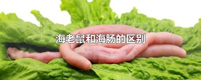 ​海老鼠和海肠的区别