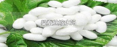 ​桑蚕丝缩水吗