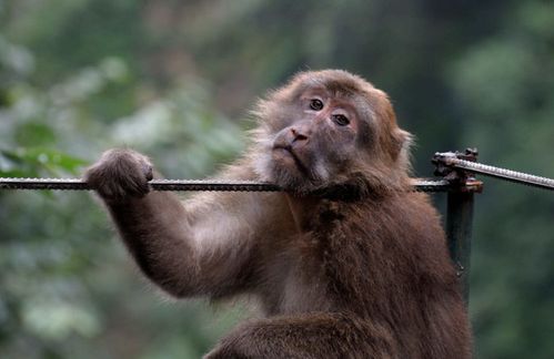 猴子最讨厌什么线（脑筋急转弯猴子最讨厌什么线）